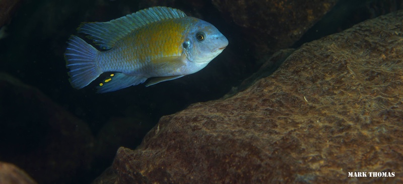 Labeotropheus fuelleborni 'Nakantenga Island'